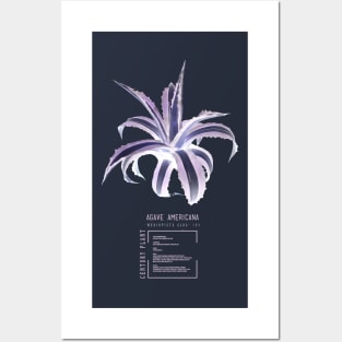 Agave americana &#39;Mediopicta-alba&#39; Posters and Art